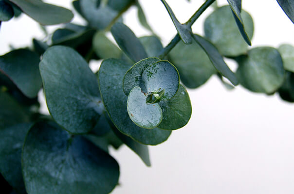 Eukalyptus